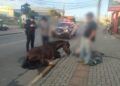 Cavalo que caiu exausto durante cavalgada é apreendido e encaminhado para tratamento; tutor poderá responder por maus-tratos