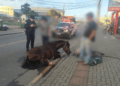 Cavalo que caiu exausto durante cavalgada é apreendido e encaminhado para tratamento; tutor poderá responder por maus-tratos