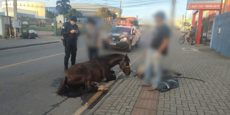 Cavalo que caiu exausto durante cavalgada é apreendido e encaminhado para tratamento; tutor poderá responder por maus-tratos